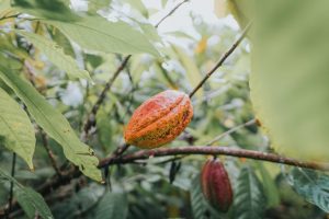 Valrhona’s recipe for a sustainable future 